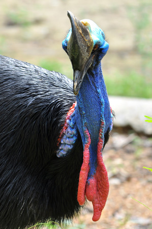 Cassowary birds are usually very shy and caution alone.の写真素材