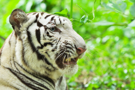 White Bengal Tiger lying in the forest.の写真素材