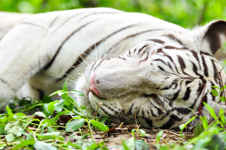 White Bengal Tiger lying in the forest.の写真素材