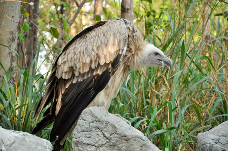 Vulture is scavenger on carcasses of dead animals on African plains.の写真素材
