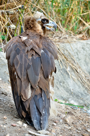 Black Vultures are scavenging birds at large.の写真素材