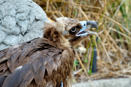 Black Vultures are scavenging birds at large.の写真素材