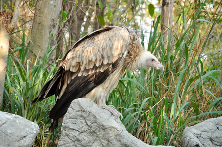 Vulture is scavenger on carcasses of dead animals on African plains.の写真素材