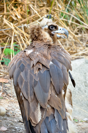 Black Vultures are scavenging birds at large.の写真素材