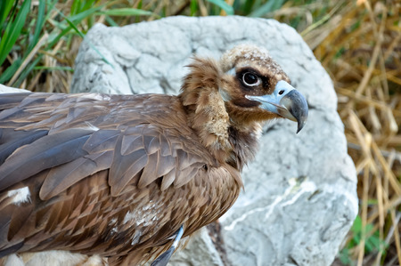 Black Vultures are scavenging birds at large.の写真素材