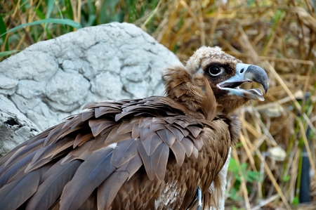 Black Vultures are scavenging birds at large.の写真素材