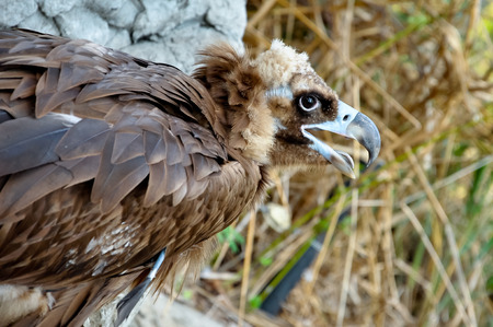 Black Vultures are scavenging birds at large.の写真素材