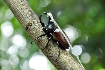 Rhino beetle were captured to struggle and gambling.の写真素材