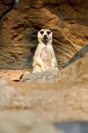 Meerkat is a small carnivoran belonging to the mongoose family.の写真素材
