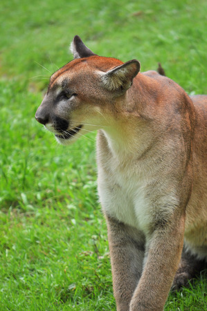 Cougar is looking on green backgroundの写真素材