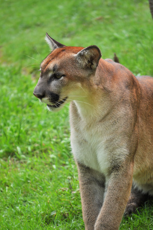 Cougar is looking on green backgroundの写真素材