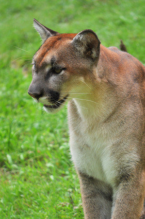Cougar is looking on green backgroundの写真素材