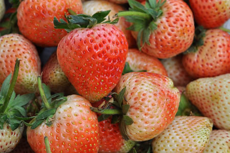 Young fresh strawberry after harvest in agriculturalの写真素材
