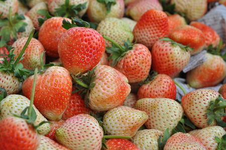 Young fresh strawberry after harvest in agriculturalの写真素材