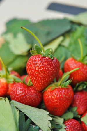 Fresh strawberry from the farm on the mountain.の写真素材
