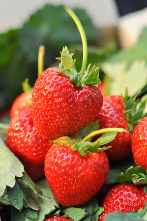 Fresh strawberry from the farm on the mountain.の写真素材