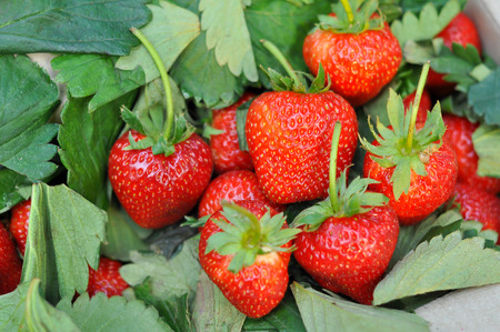 Fresh strawberry from the farm on the mountain.の写真素材