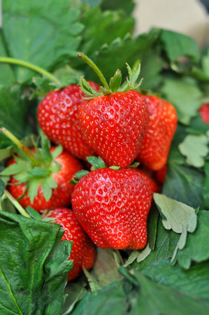 Fresh strawberry from the farm on the mountain.の写真素材
