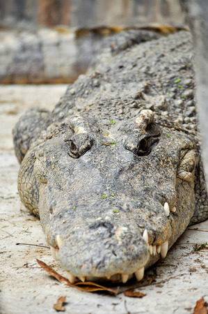 Siamese crocodile was lying on the floor in the morning.の写真素材