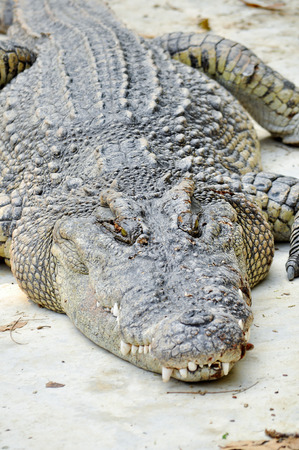 Siamese crocodile was lying on the floor in the morning.の写真素材