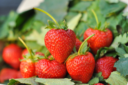 Fresh strawberry from the farm on the mountain.の写真素材