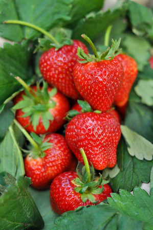 Fresh strawberry from the farm on the mountain.の写真素材