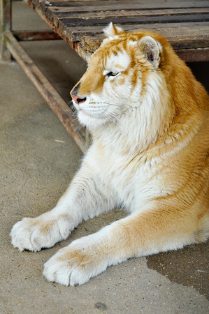 The Golden Tabby Tiger is an extremely rare colour variation of this exquisite wild cat, and not a separate subspecies.の写真素材