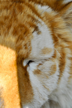Close up golden tabby tiger eyes when Its eyes closedの写真素材