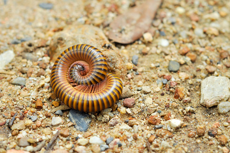 Millipedes are typically forest floor dwellers, occurring leaf litter, dead wood, or soil, with a preference for humidity.の写真素材