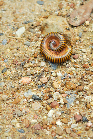 Millipedes are typically forest floor dwellers, occurring leaf litter, dead wood, or soil, with a preference for humidity.の写真素材