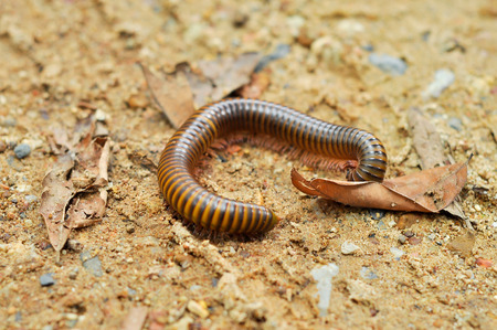 Millipedes are typically forest floor dwellers, occurring leaf litter, dead wood, or soil, with a preference for humidity.の写真素材