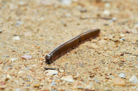 Millipedes are typically forest floor dwellers, occurring leaf litter, dead wood, or soil, with a preference for humidity.の写真素材