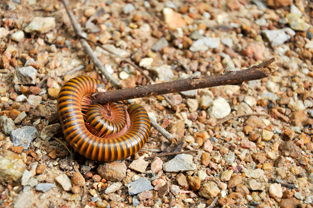 Millipedes are typically forest floor dwellers, occurring leaf litter, dead wood, or soil, with a preference for humidity.の写真素材