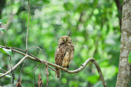 The face has white eyebrows that extend to the rear of the eyes and a white moustachial streak. Eyes are lemon-yellow.の写真素材