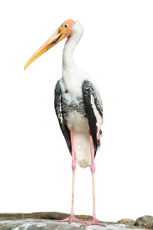The painted stork is a large and fabulously colourful waterbird with a striking wing pattern.の写真素材