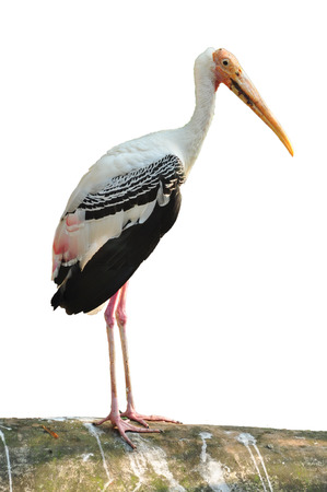 The painted stork is a large and fabulously colourful waterbird with a striking wing pattern.の写真素材