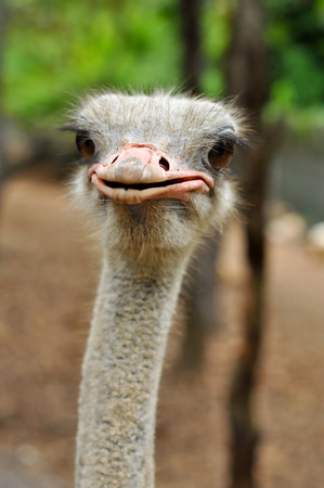 Ostrich has large eyes and big eyes.の写真素材