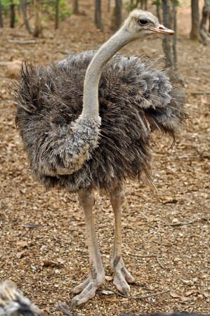 Ostrich has large eyes and big eyes.の写真素材