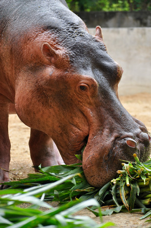 Hippopotamus do not eat while in the water and arenât known to graze on aquatic plants.の写真素材