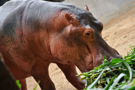 Hippopotamus do not eat while in the water and arenât known to graze on aquatic plants.の写真素材