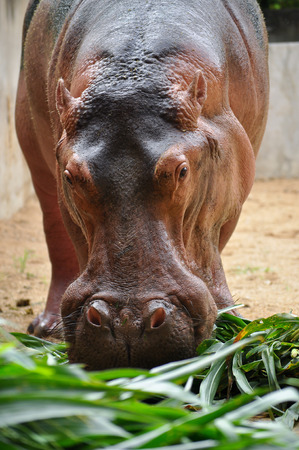 Hippopotamus do not eat while in the water and arenât known to graze on aquatic plants.の写真素材