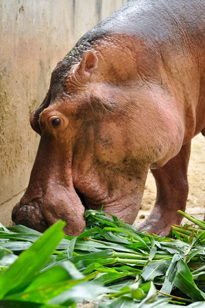 Hippopotamus do not eat while in the water and arenât known to graze on aquatic plants.の写真素材