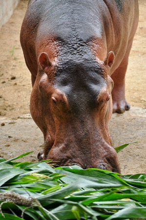 Hippopotamus do not eat while in the water and arenât known to graze on aquatic plants.の写真素材