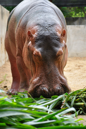 Hippopotamus do not eat while in the water and arenât known to graze on aquatic plants.の写真素材