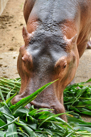 Hippopotamus do not eat while in the water and arenât known to graze on aquatic plants.の写真素材