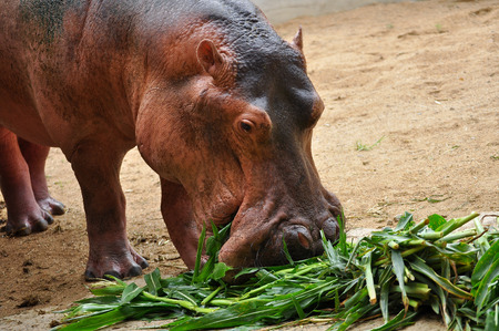 Hippopotamus do not eat while in the water and arenât known to graze on aquatic plants.の写真素材