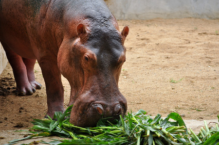 Hippopotamus do not eat while in the water and arenât known to graze on aquatic plants.の写真素材
