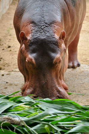 Hippopotamus do not eat while in the water and arenât known to graze on aquatic plants.の写真素材