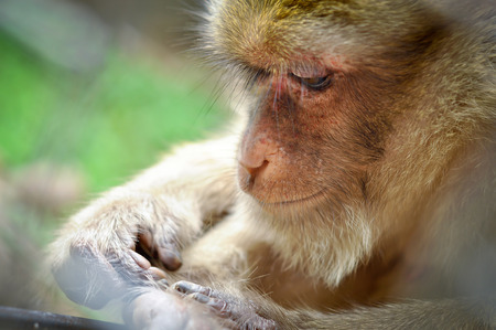Rhesus monkeys were preen for insects to clean the body.の写真素材