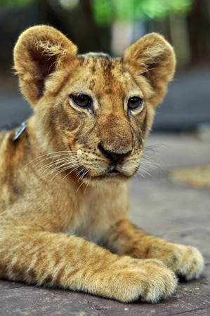 Four months old lion cub watching something in front of it.の写真素材